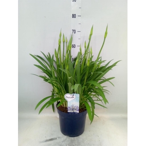 Agapanthus  'Amourette Superb'