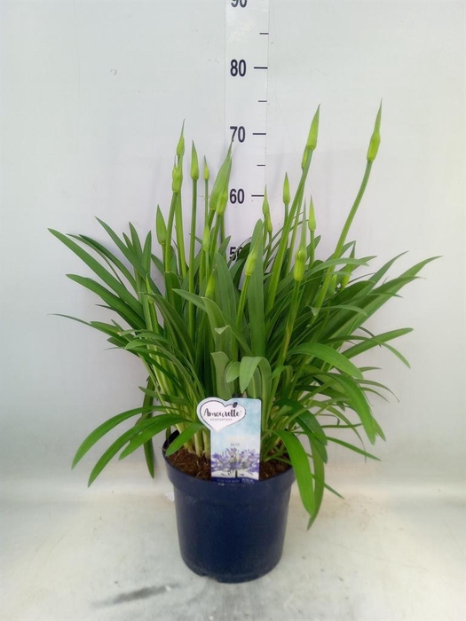 <h4>Agapanthus  'Amourette Superb'</h4>