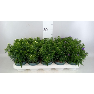 Aster N-B 'Starletta' ..mix