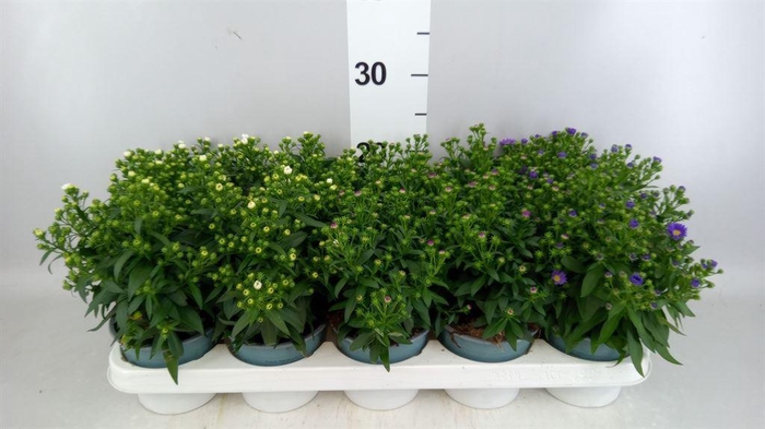 <h4>Aster N-B 'Starletta' ..mix</h4>