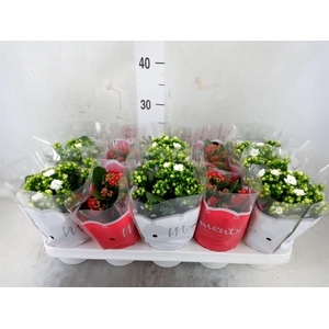 Kalanchoe blos.   ..rosebud mix  2