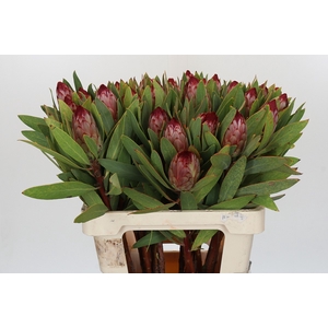 PROTEA ROBIJN