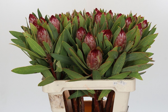 <h4>PROTEA ROBIJN</h4>