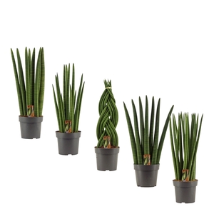 Sansevieria Cylindrica 14 cm mix