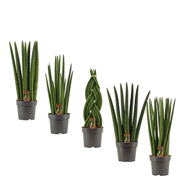 <h4>Sansevieria Cylindrica 14 cm mix</h4>
