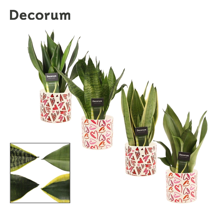 <h4>Sansevieria Super Mix 12 cm in Julia (Deco-collection)</h4>