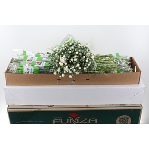 Di Tr Tarifa x20 Box