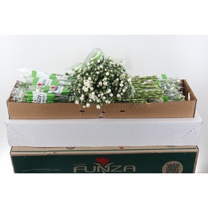 Di Tr Tarifa wit x20 Box