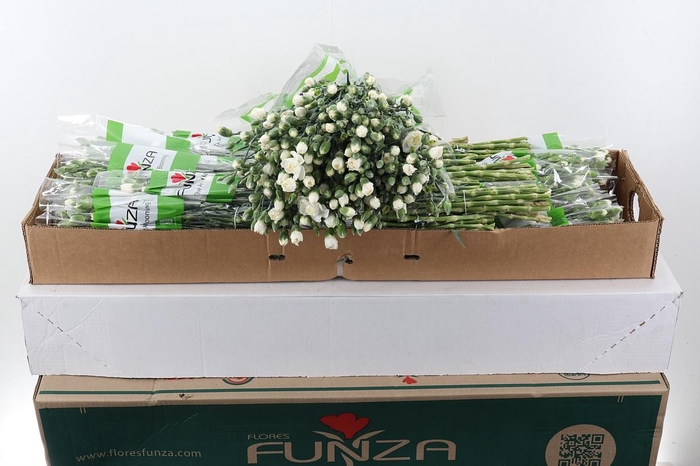 <h4>Di Tr Tarifa x20 Box</h4>