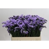 Limonium sinuatum Donau Birds
