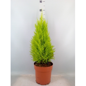 Cupressus macro. 'Goldcrest Wilma'
