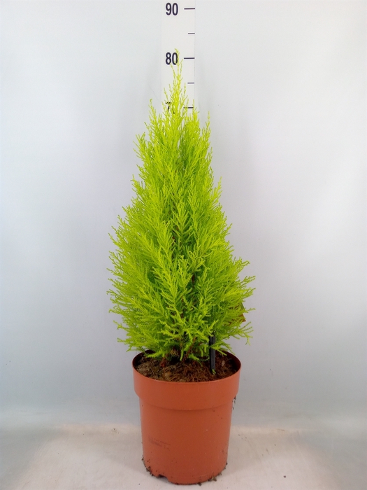 <h4>Cupressus macro. 'Goldcrest Wilma'</h4>