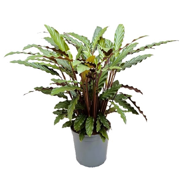 <h4>Calathea Rufibarba</h4>