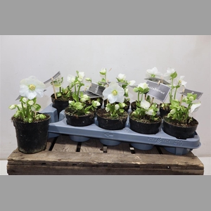 Hell Ni Winter Fleur Naked