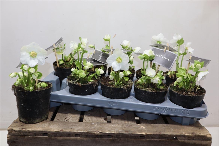 <h4>Hell Ni Winter Fleur Naked</h4>