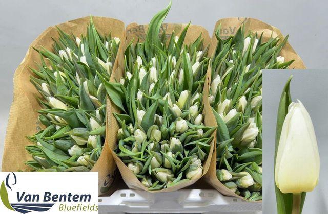 <h4>Tu En White Prince</h4>