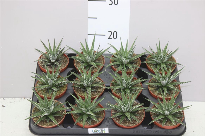 <h4>Haworthia F Big Band</h4>