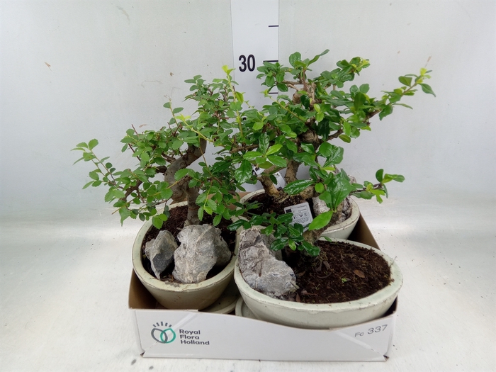 <h4>Bonsai   ...mix</h4>