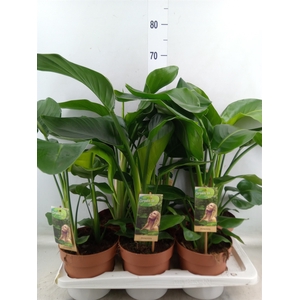 Strelitzia nicolai