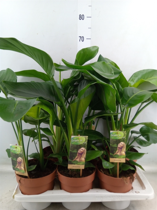 <h4>Strelitzia nicolai</h4>