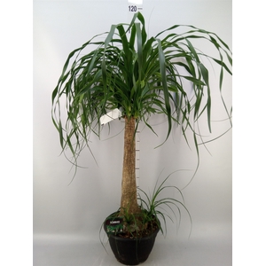 Beaucarnea recurvata