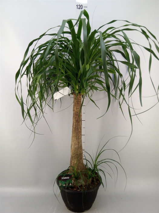<h4>Beaucarnea recurvata</h4>