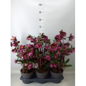 Helleborus  'Fkiss Charmer'