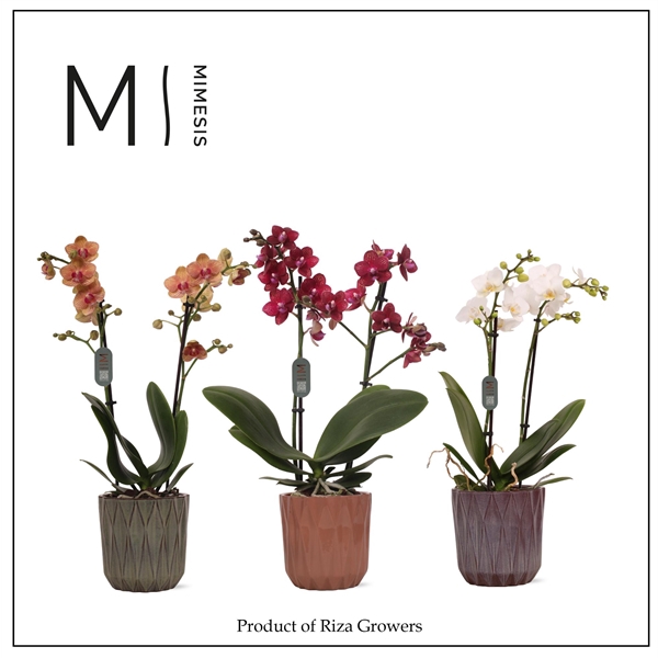 <h4>Mimesis Phal. Multi Mix - 2 spike 12cm in Maria Mix Ceramic</h4>