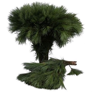 Pinus Seidenkiefer 50 Cm