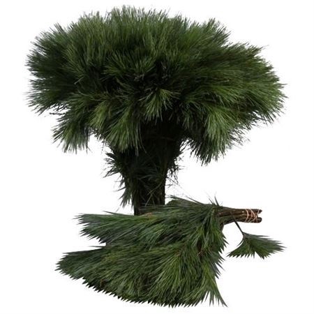 <h4>Pinus Seidenkiefer 40 Cm</h4>