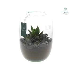 Green Bottle Isabella XLarge met Haworthia