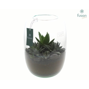 Green Bottle Isabella XLarge met Haworthia