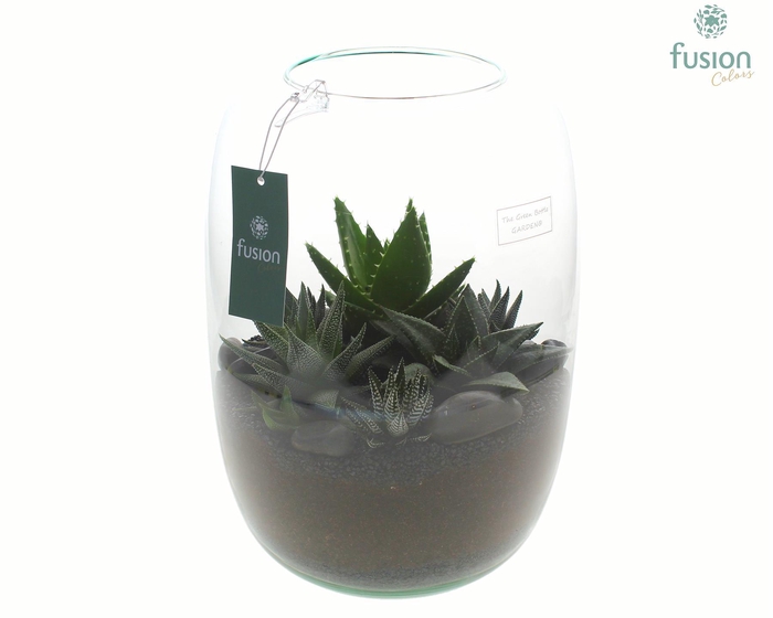 <h4>Green Bottle Isabella XLarge met Haworthia</h4>