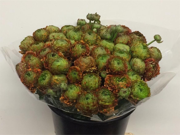 <h4>Ran Ponpon Lilly</h4>