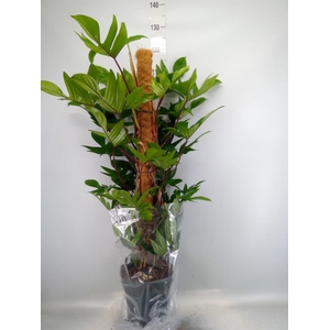 Philodendron pedatum