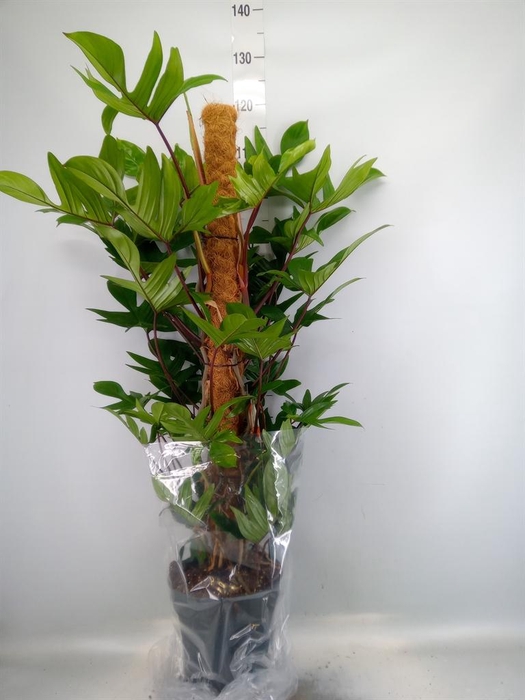 <h4>Philodendron pedatum</h4>