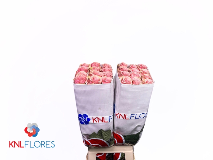 <h4>R GR GERALDINE</h4>