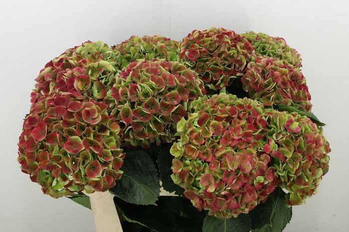 <h4>Hydr M Mag Opal Cl</h4>