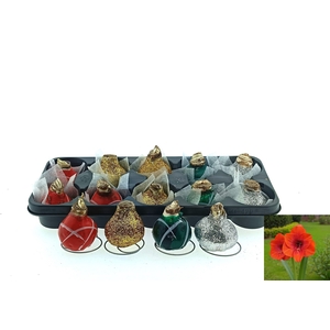 BLOEMBOL HIPPEASTRUM