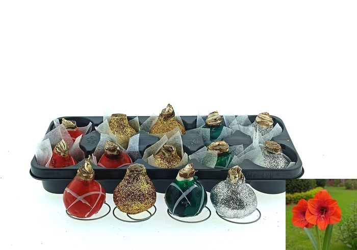 <h4>BLOEMBOL HIPPEASTRUM</h4>