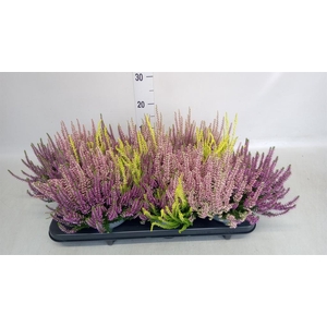 Calluna vulg. 'Beauty L Milk'  ..mx