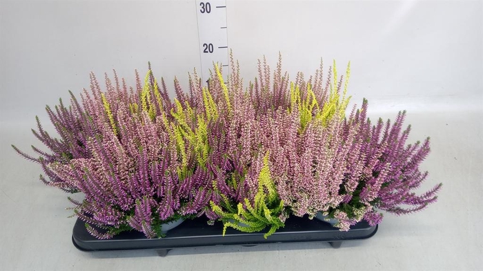 Calluna vulg. 'Beauty L Milk'  ..mx