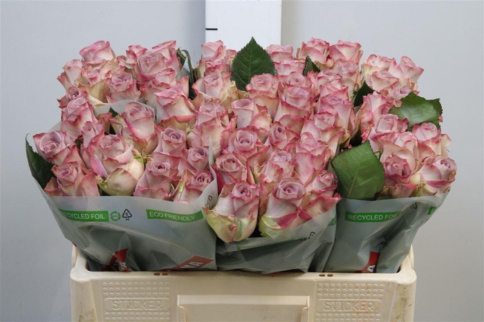 <h4>R Gr Memory Lane!</h4>