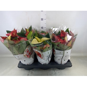 Euphorbia pulc. 'Christ Feel Glitt'