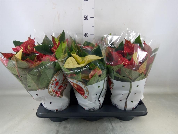 <h4>Euphorbia pulc. 'Christ Feel Glitt'</h4>