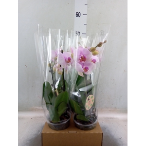 Phalaenopsis   ...