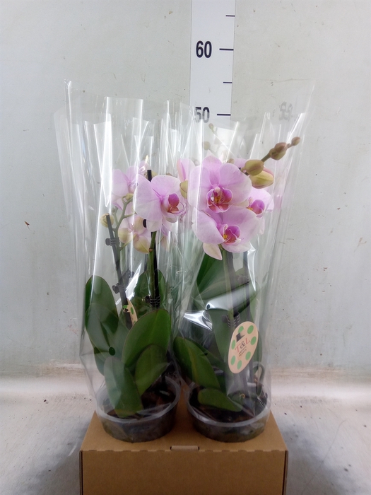 <h4>Phalaenopsis   ...</h4>