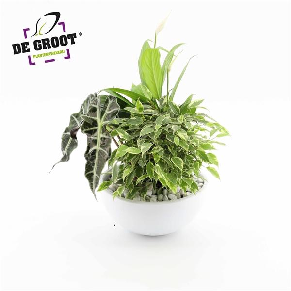 <h4>Arrangement Spathiphyllum in schaal</h4>