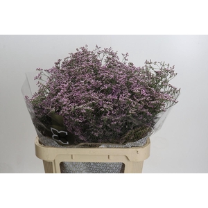Limonium Safora Oshi Pink