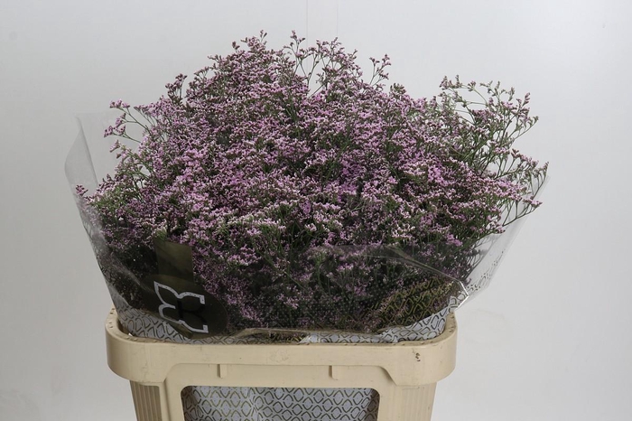 <h4>Limonium Safora Oshi Pink</h4>